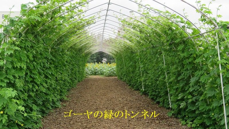 イメージ 5