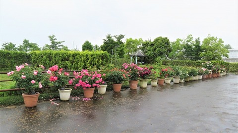 IMG_9487 (2)