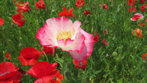 ポピー1_1