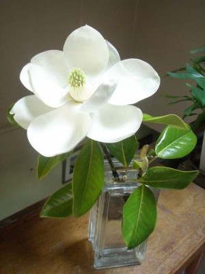泰山木の花 俳句と主夫の間で 2 泰山木の花 俳句と主夫の間で 2