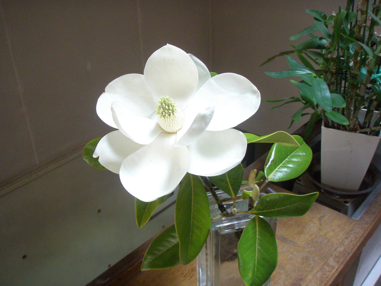 泰山木の花 俳句と主夫の間で ２