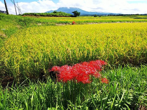 季語としての花々 俳句と主夫の間で 2 季語としての花々 俳句と主夫の間で 2