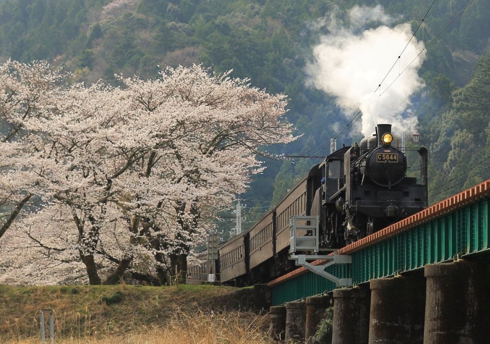 川根 家山の桜とsl Toshio717のblog