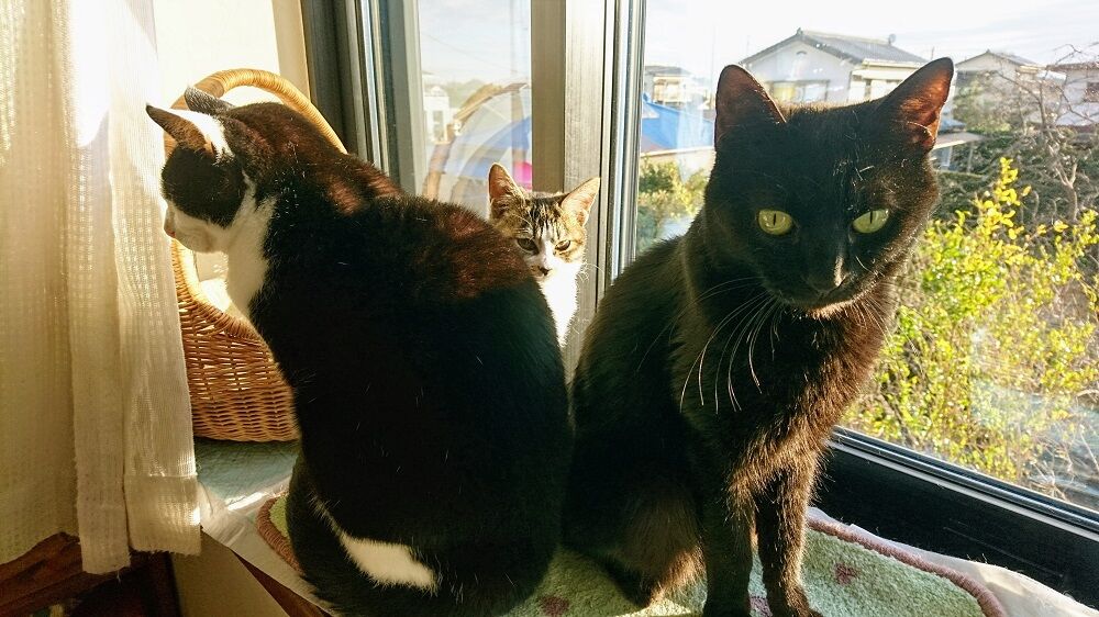 猫 クラエス 0才4ヶ月2日 鶴岡畳産業ブログ 最強猫 バーニーと遊ぼ 猫 クラエス 0才4ヶ月2日 鶴岡畳産業ブログ 最強猫 バーニーと遊ぼ