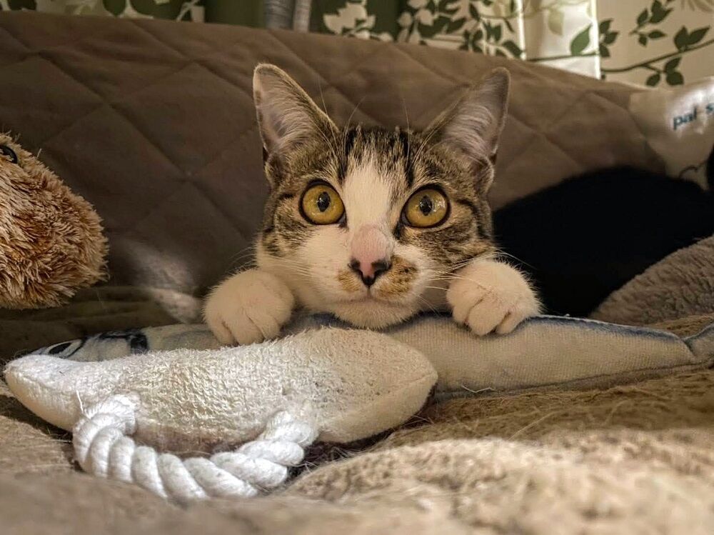 猫 パトリツィア 生後0才7ヶ月 鶴岡畳産業ブログ 最強猫 バーニーと遊ぼ 猫 パトリツィア 生後0才7ヶ月 鶴岡畳産業ブログ 最強猫 バーニーと遊ぼ