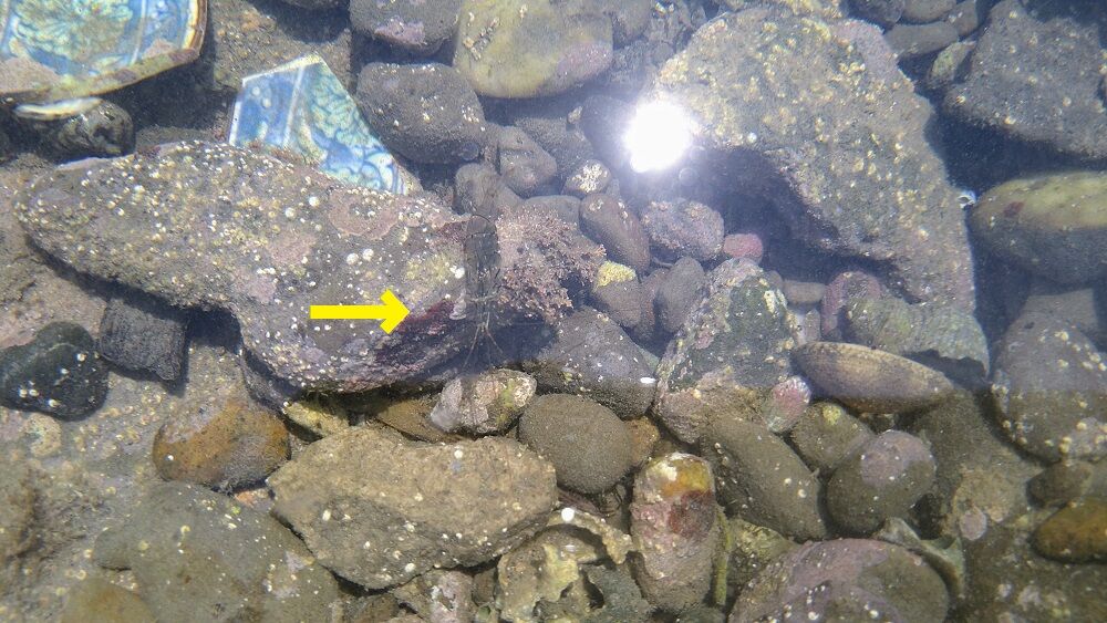 日常 潮だまりでイソギンチャクを見る 鶴岡畳産業ブログ 最強猫 バーニーと遊ぼ