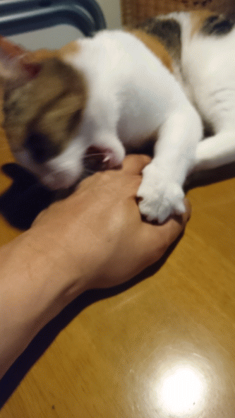 鶴岡畳産業ブログ 最強猫 バーニーと遊ぼ 畳