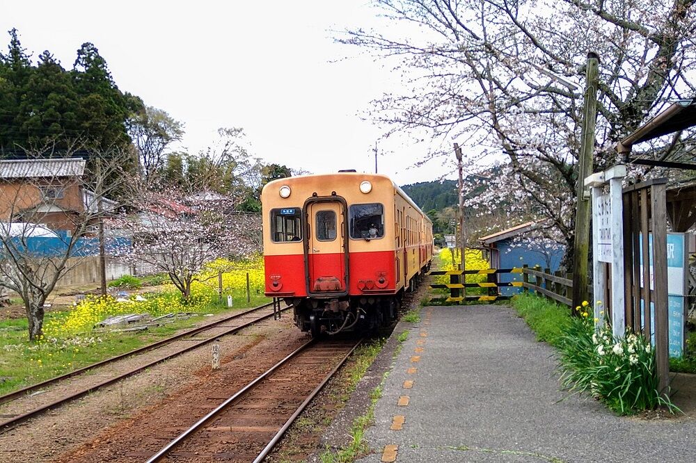 鉄道写真 小湊鉄道 桜満開の小湊線 鶴岡畳産業ブログ 最強猫 バーニーと遊ぼ 鉄道写真 小湊鉄道 桜満開の小湊線 鶴岡畳産業ブログ 最強猫 バーニーと遊ぼ