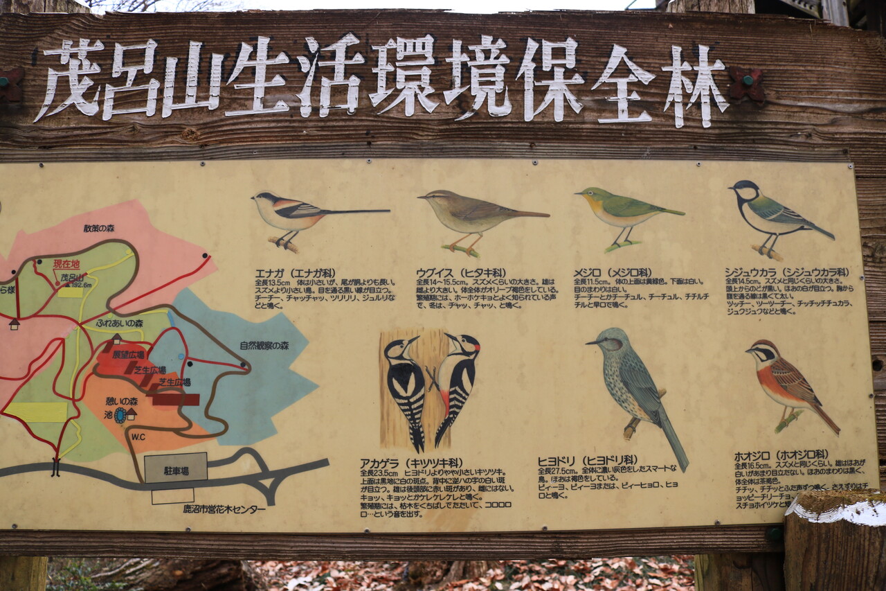 茂呂山 鹿沼 でなんちゃってバードウォッチング あの空に背伸びして 茂呂山 鹿沼 でなんちゃってバードウォッチング あの空に背伸びして