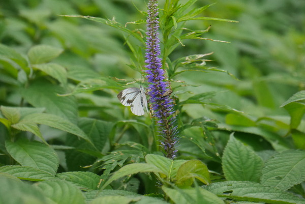 P1240222