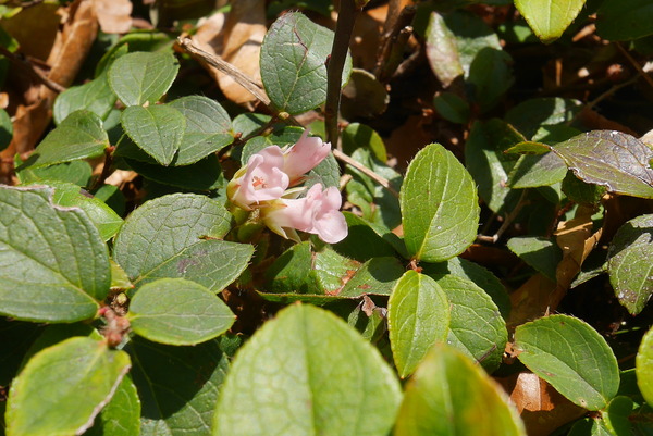 P1210300