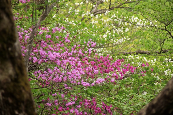 IMG_6610