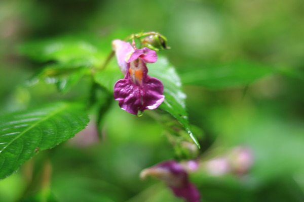 IMG_2276 - コピー