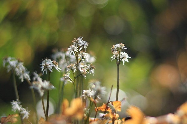 IMG_8680 (2)