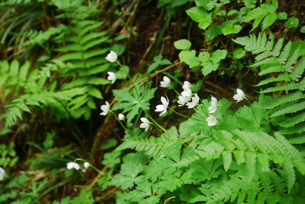 P1210867