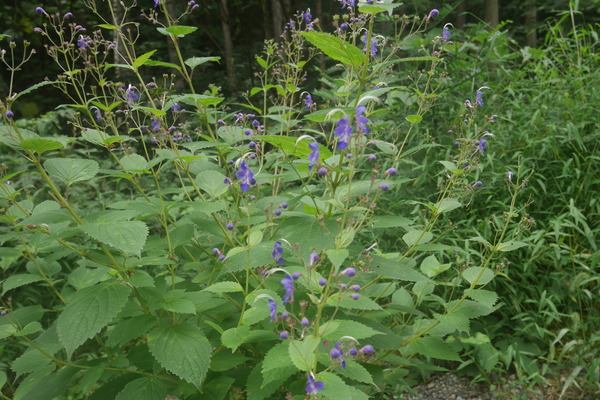 P1250530