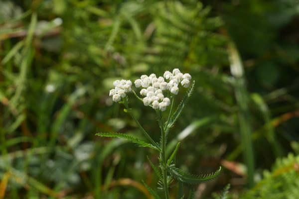 P1250245