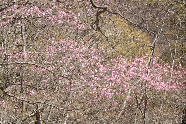 IMG_6633
