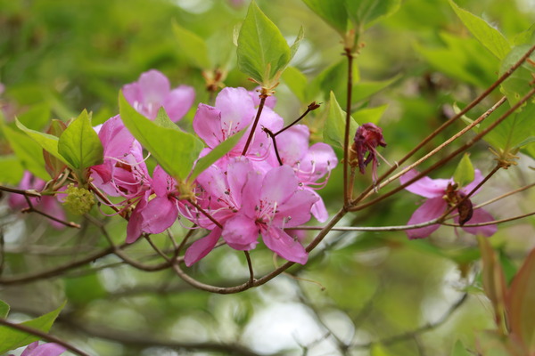IMG_7929 - コピー