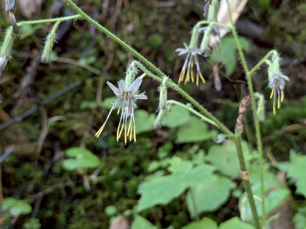 LINE_ALBUM_戦場ヶ原_250906_5