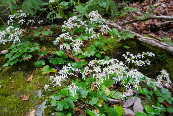 P1170255