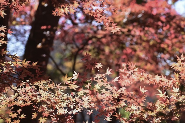 LINE_ALBUM_紅葉の生瀬富士・月居山_241125_15