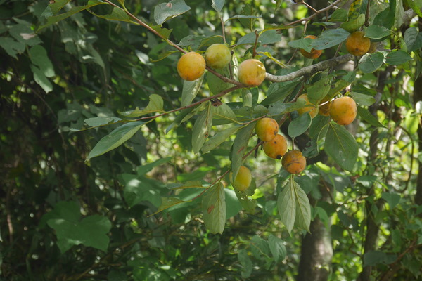 P1250386