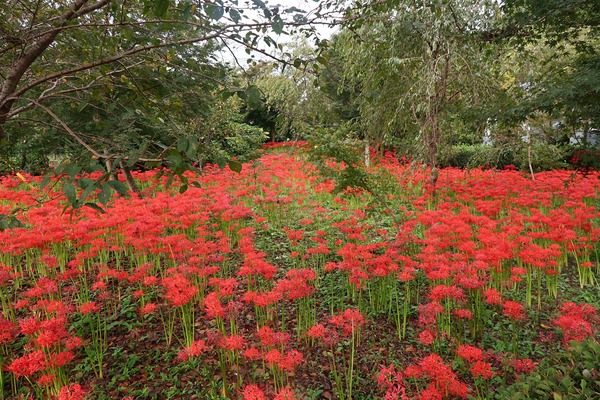 IMG_0263 - コピー