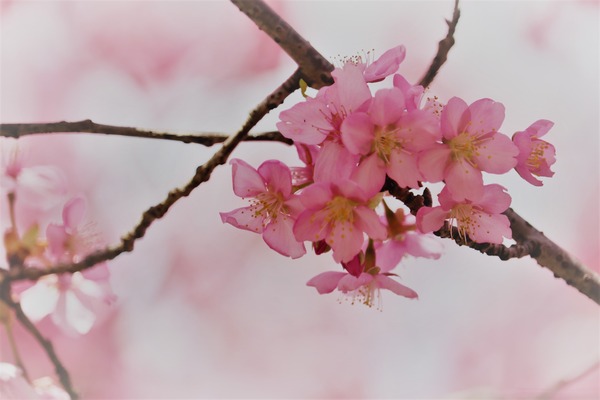 IMG_5514 (2)