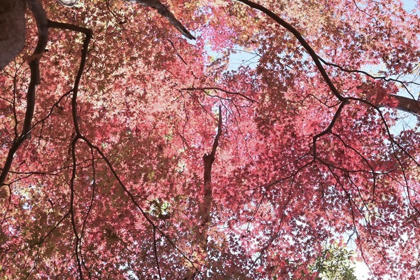 LINE_ALBUM_紅葉の生瀬富士・月居山_241126_2