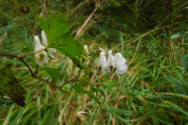 P1160292