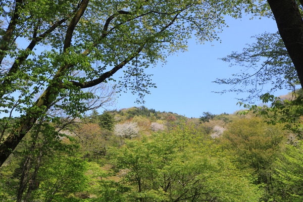 IMG_1532 - コピー