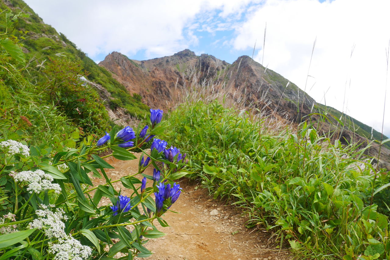花を愛でながら台風一過の那須岳を歩く あの空に背伸びして