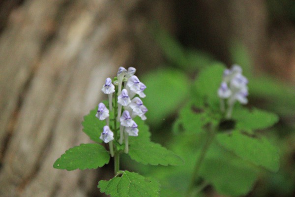 IMG_6196 - コピー