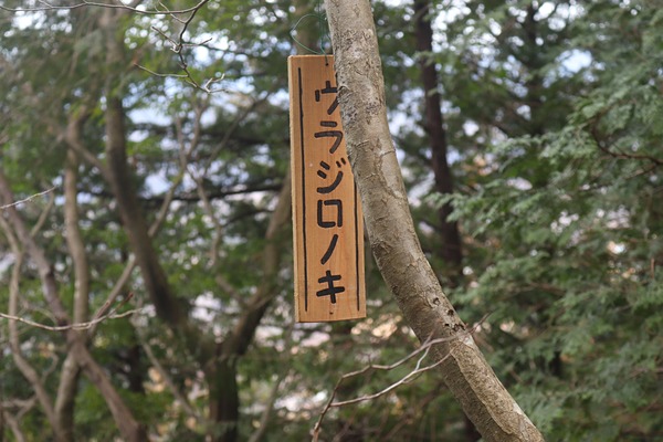 IMG_2013 - コピー