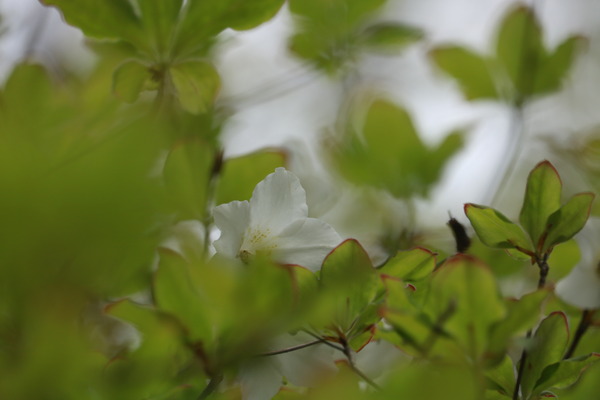 IMG_7945 - コピー