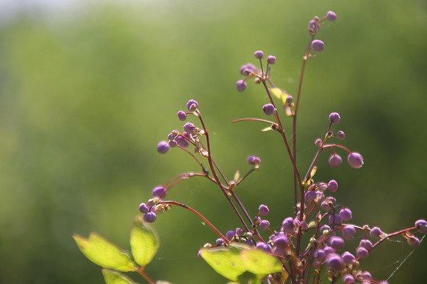 IMG_9113
