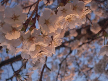 頑張れ実桜ちゃん あの空に背伸びして 頑張れ実桜ちゃん あの空に背伸びして