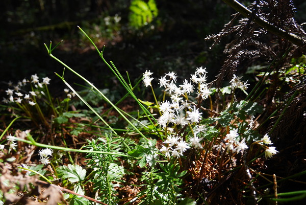 P1200425
