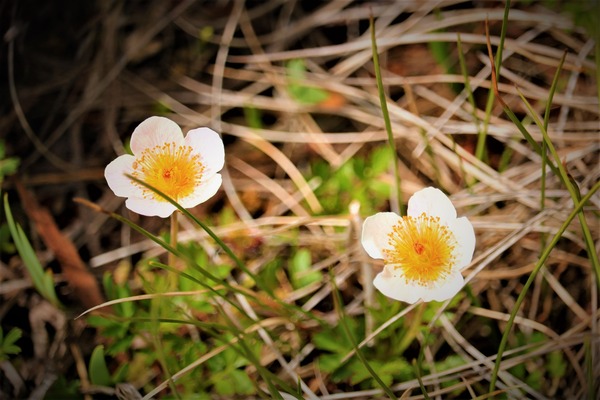 IMG_4536 (3)