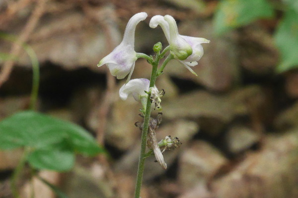 P1250538