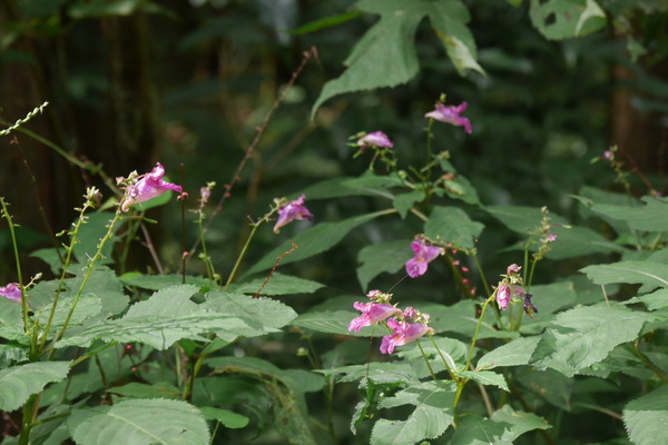 P1250365