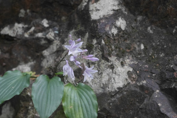 P1250502