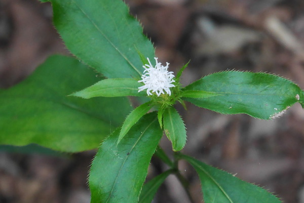 P1240420