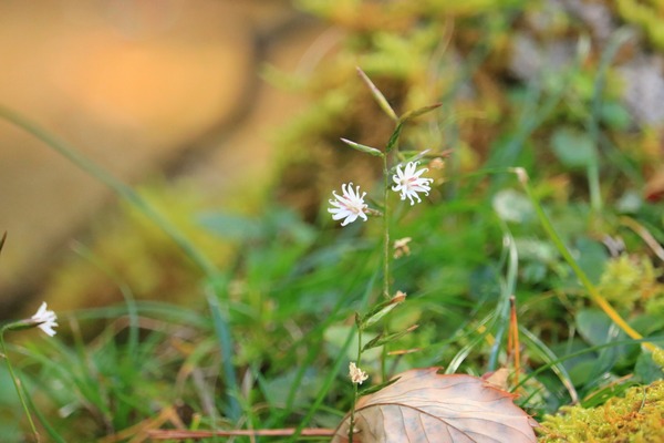 IMG_4898 (2)