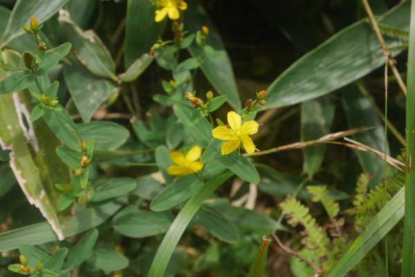 P1250291