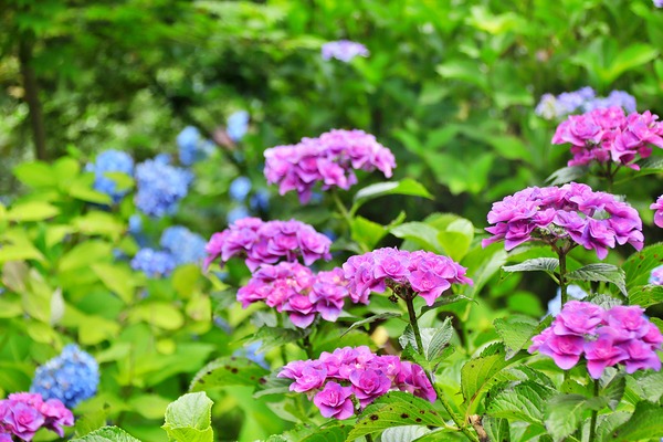 IMG_6751