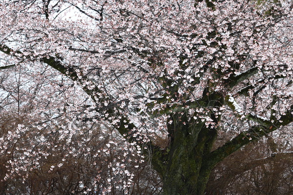 IMG_6048