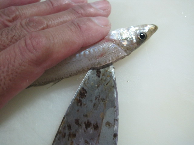 キスの捌き方 トシピーのキス釣り日記