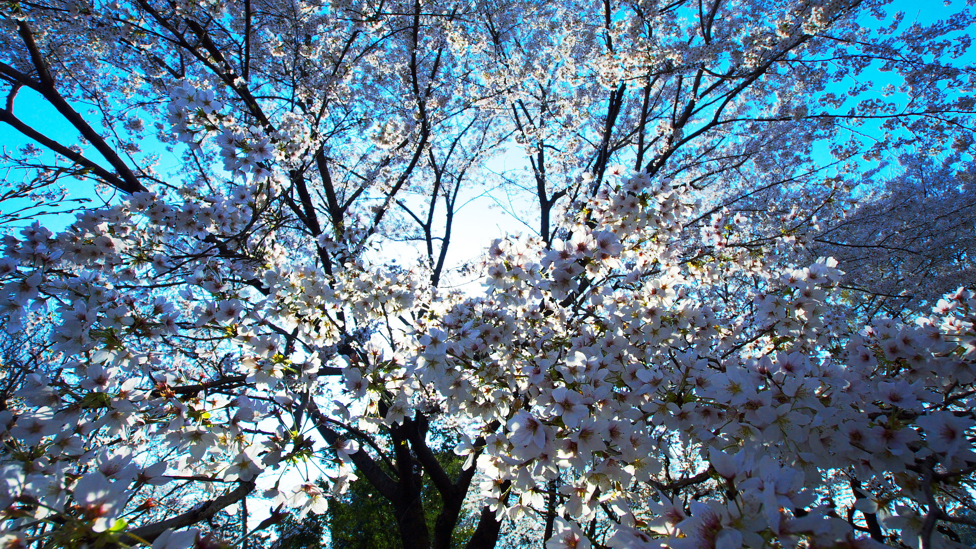 桜壁紙 わがまま写真館